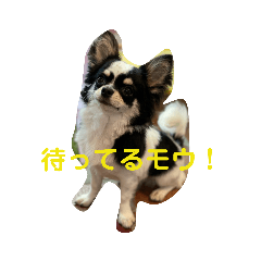 スーパーチワワモウ