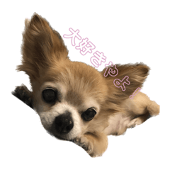 保護犬じゃんば！　♯チワワ