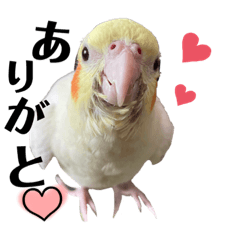 うちのオカメ！