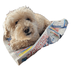 さんおたしゃぁん