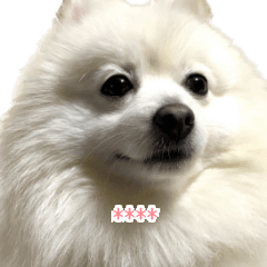 れおトラきゅんカスタムスタンプ