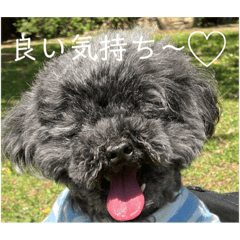 プードルのレオ（3）