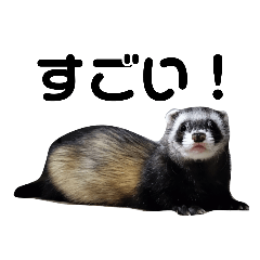 もちもちフェレットうなぎの楽しいスタンプ