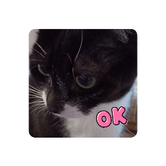 きのむくまま猫バージョン2