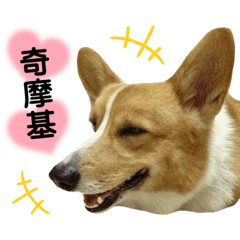 Corgi Honey's daily life_2