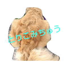 ゴールデンレトリバーの日常（ハッピー）
