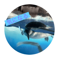 海の生き物の日常2