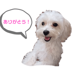 おもちのすたんぷ日常用