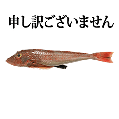 お魚　ホウボウ　敬語