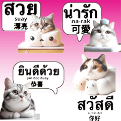 cute cat kitten thai chinese1