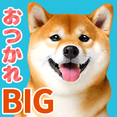 毎日かわいい柴犬【写真BIG】