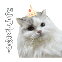 ラグドールのラスク