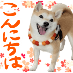 豆柴ひまわりの日常⑤