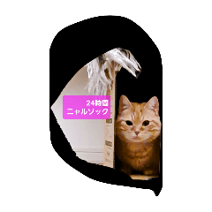 ニャルソック24時間