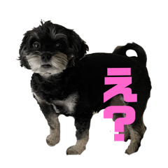 くろちゃいろちゃん