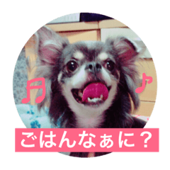 チワワのしーたん