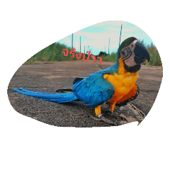 Macaw Jeed