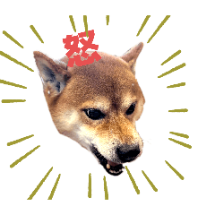 柴犬の日常パート1