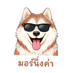 Tofu Siberian Husky (TH)