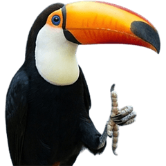 BIG! オニオオハシ　実写