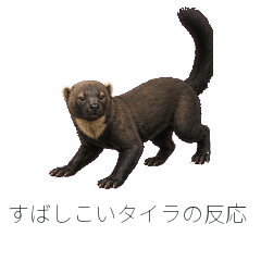 すばしこいタイラの反応