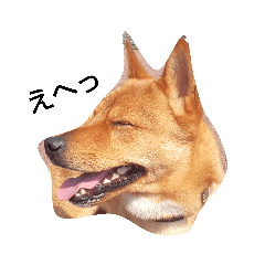 海人くんの日常