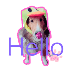 久保家の愛犬 パピー♀