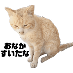 動物シリーズ vol.1