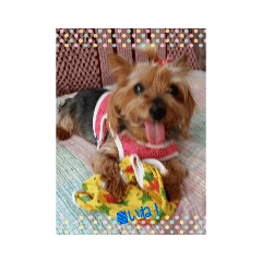 ヨーキー
はるのスタンプ