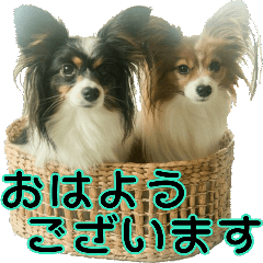 毎日使える可愛いパピヨン