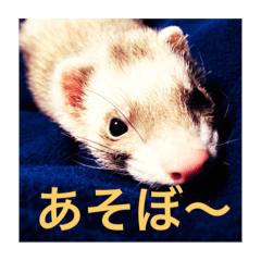 フェレスタ〜がじゅまる〜