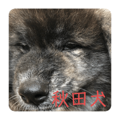 秋田犬はーくん時々しろわん