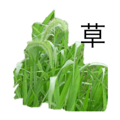 草が生えすぎてある意味つらい！