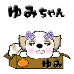 シーズー犬のゆみちゃん