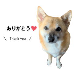 ミックス犬　あんず