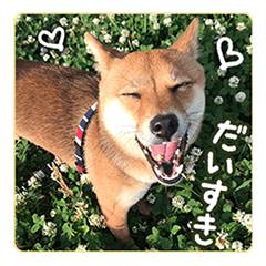 豆柴ななちゃんのスタンプ