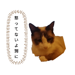 猫のオンセとアレックス