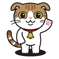 スコティッシュ・フォールド　アリス