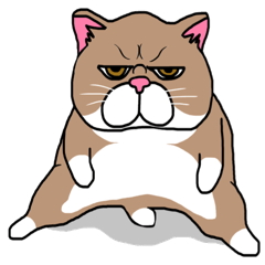 猫そして、ねこ。ぶさネコの武蔵と小次郎