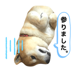 しばいぬのポン