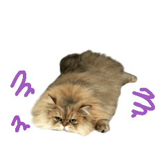 家の猫　ルチルとラズリィ