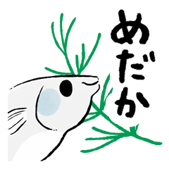 めだかだよっ！