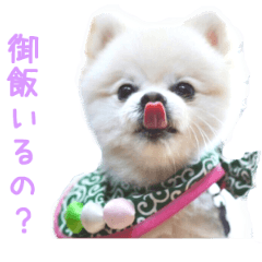 リアル DOGバンダナを巻いたへむへむ