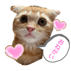 こはくの日常スタンプ