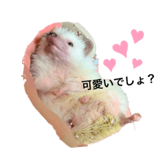 ハリネズミのチック