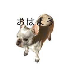 フレブル　ジルシェリシンプルスタンプ