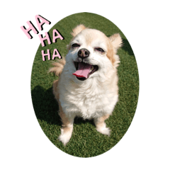 チワワーズ４姉妹