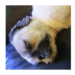 犬若しくは 耐えます