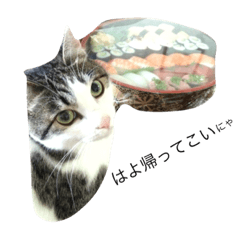 目ヂカラ猫のくー