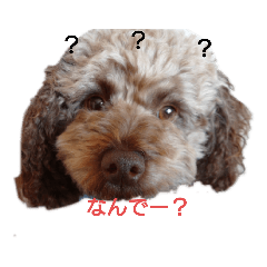 こはく君の癒し